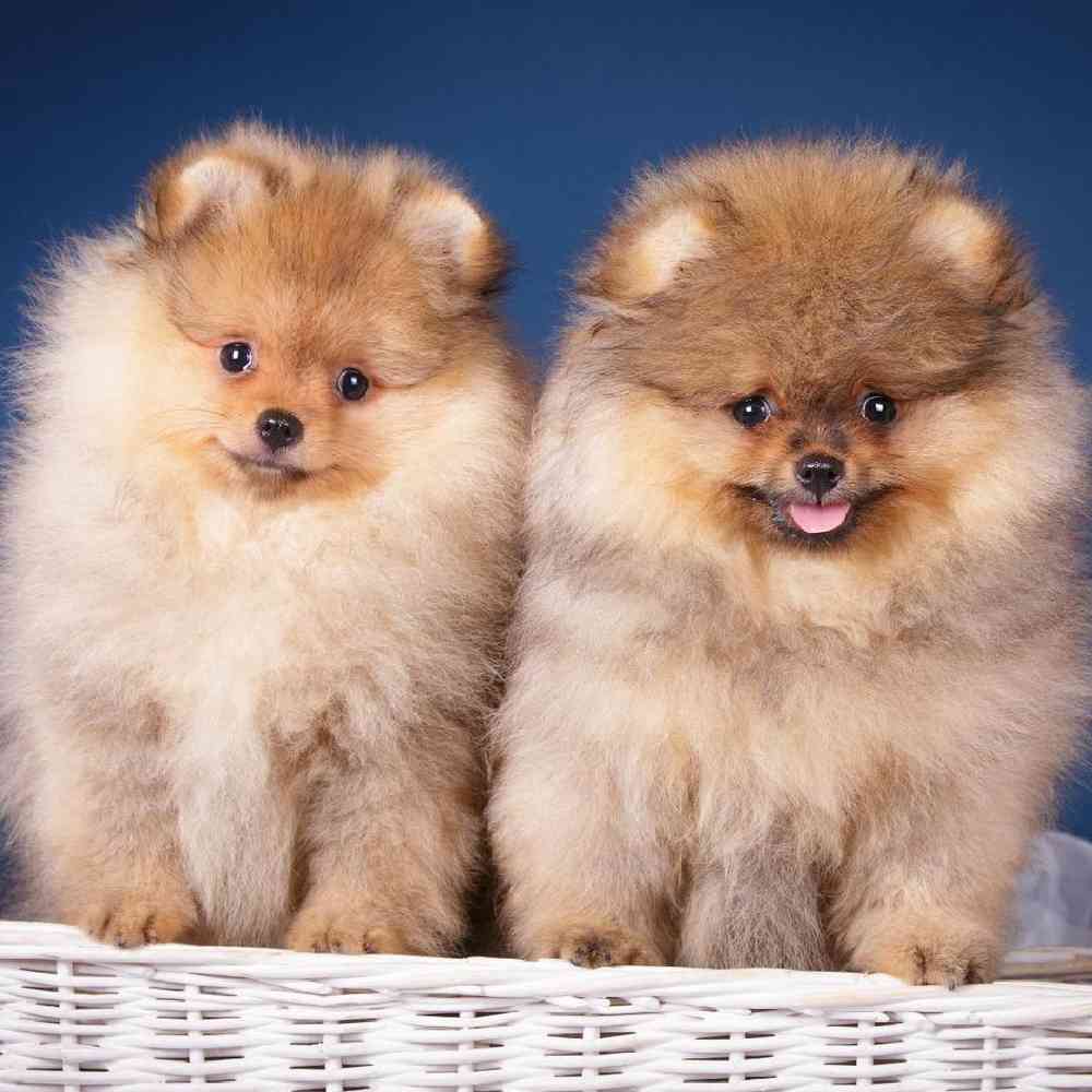 Pomeranian image