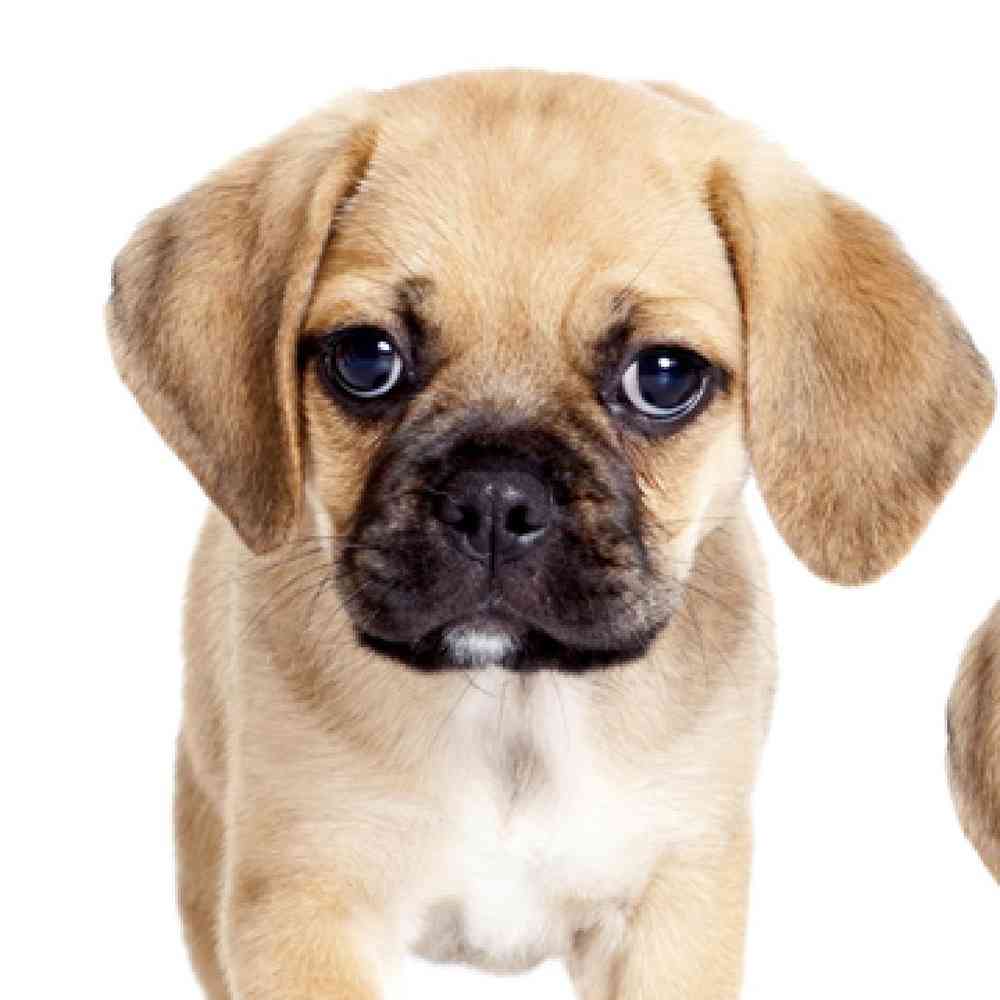 Puggle image