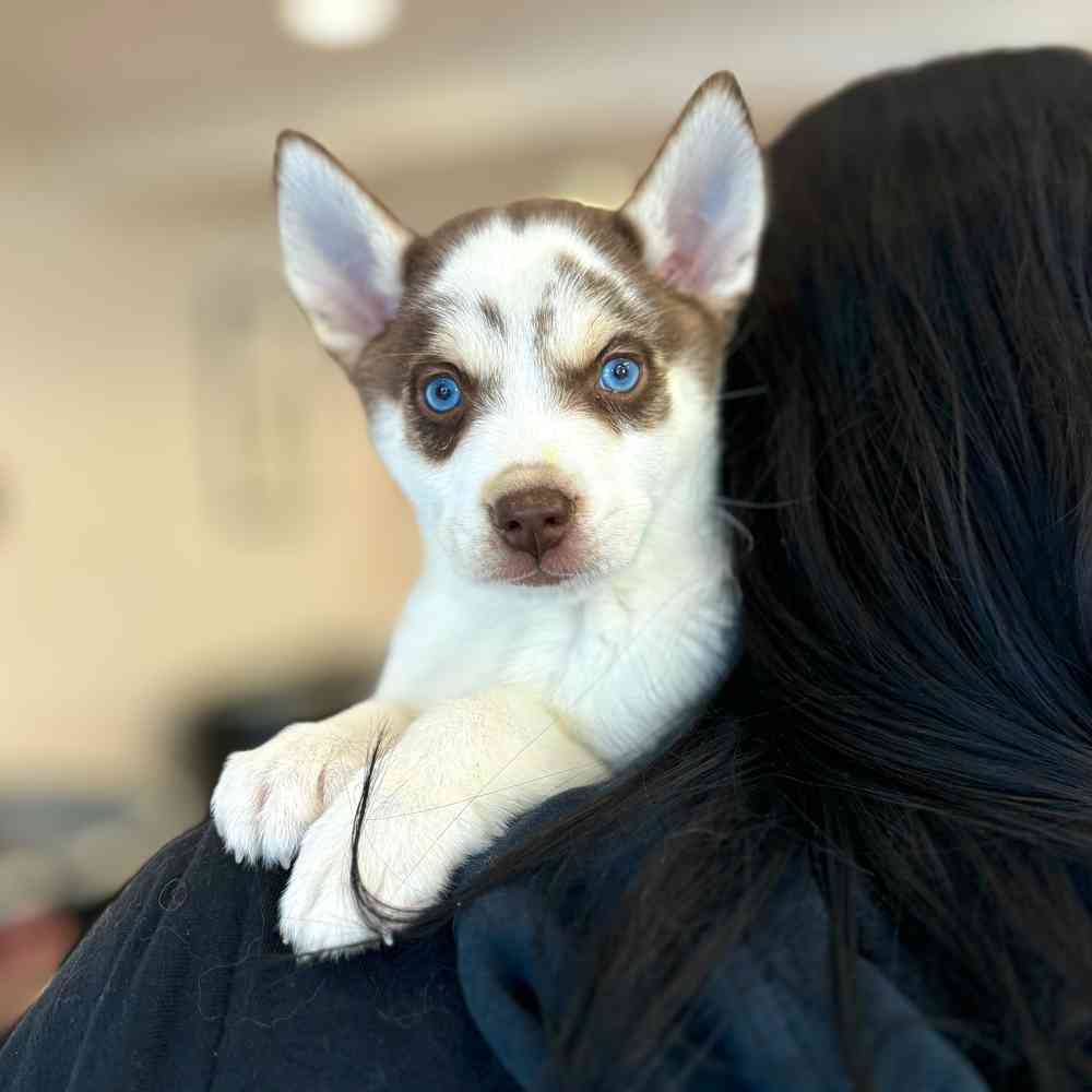 Alaskan Klee Kai image