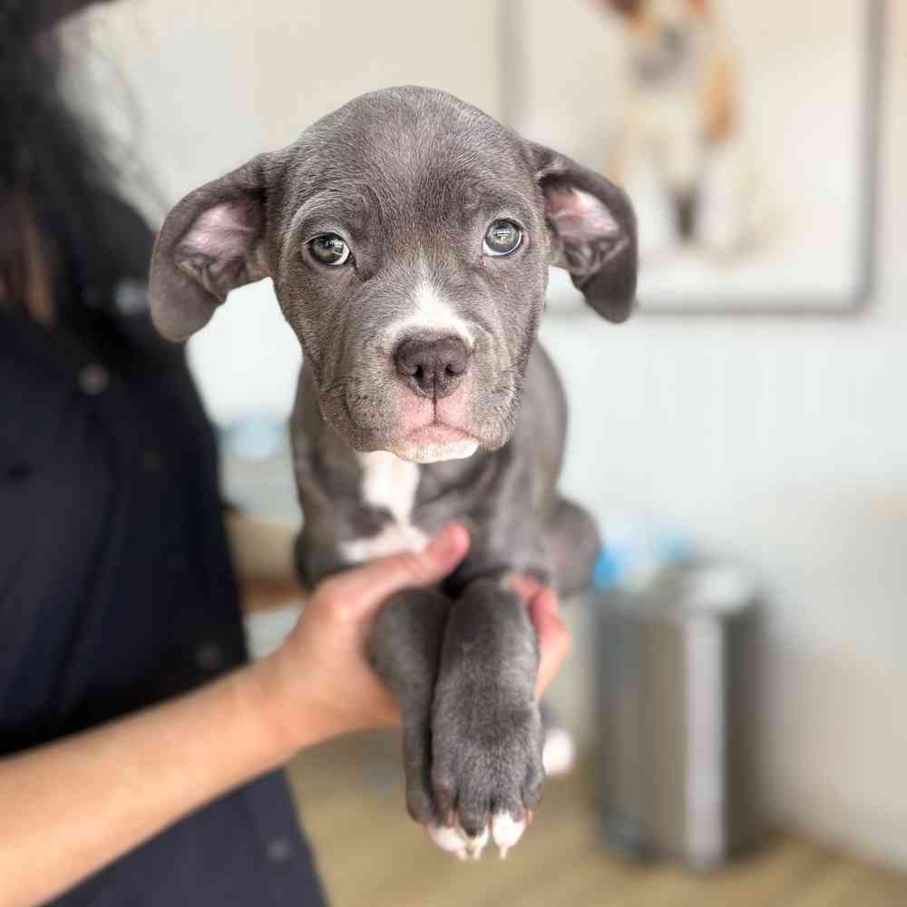 Cane Corso - Pit Bull image