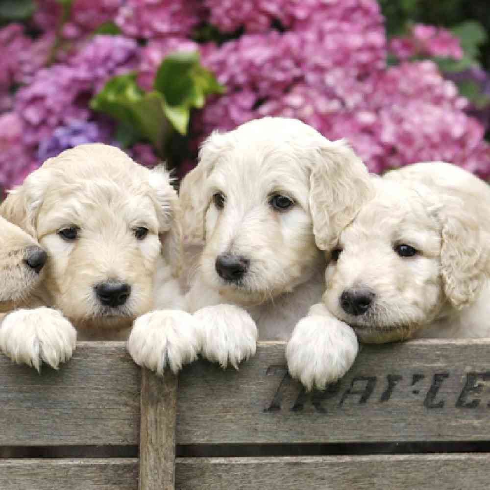 Mini Goldendoodle image