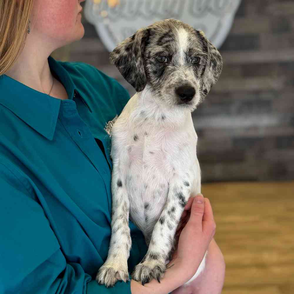 Dalmatian-Poodle image