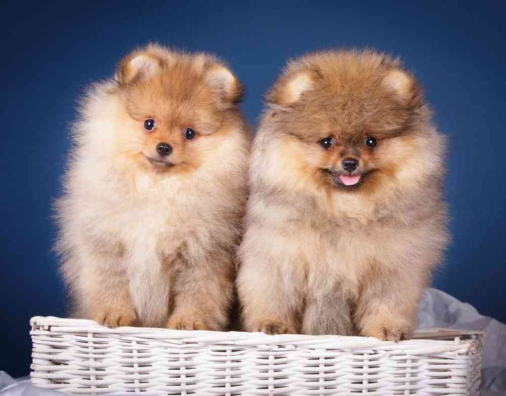 Pomeranian Puppies for Sale