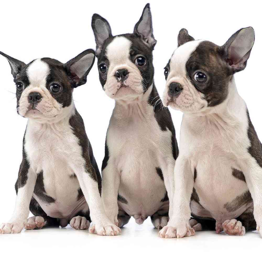 Boston Terrier image