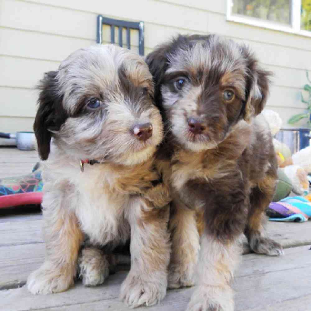 Aussiedoodle image