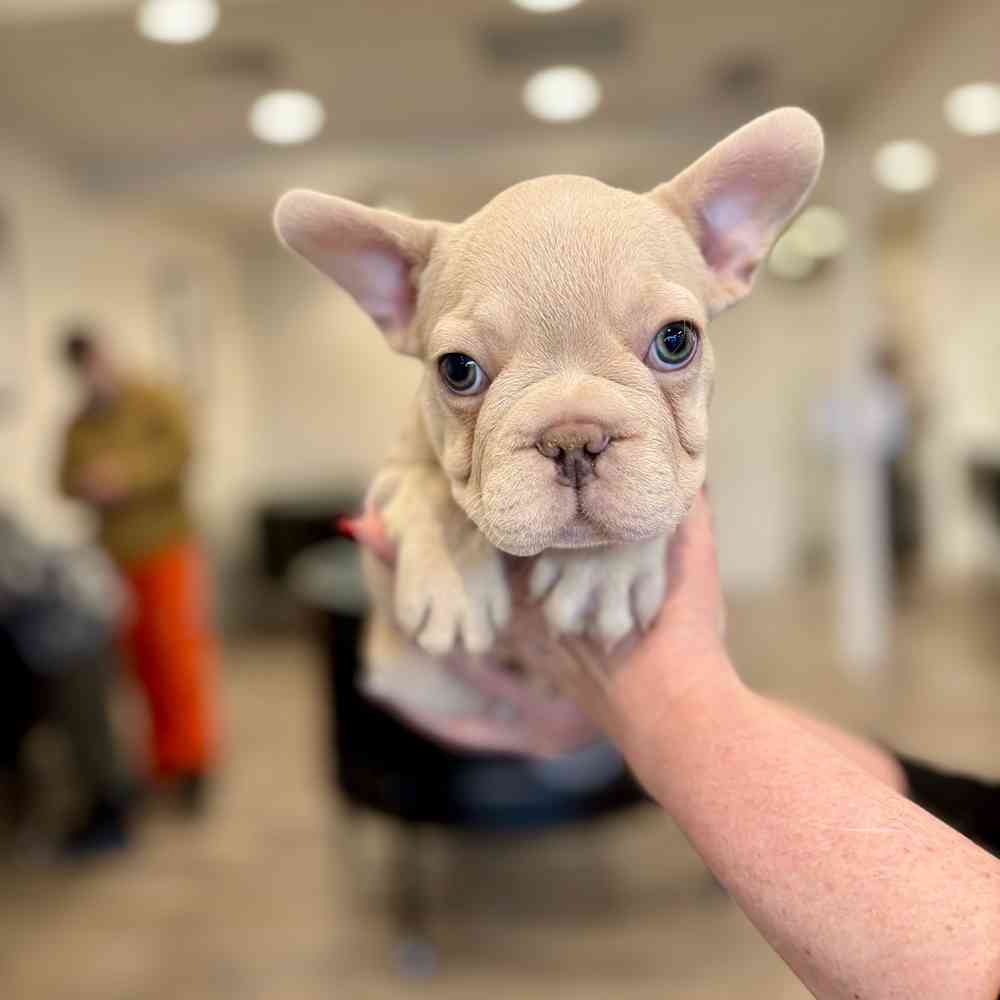 Fluffy French Bulldog image