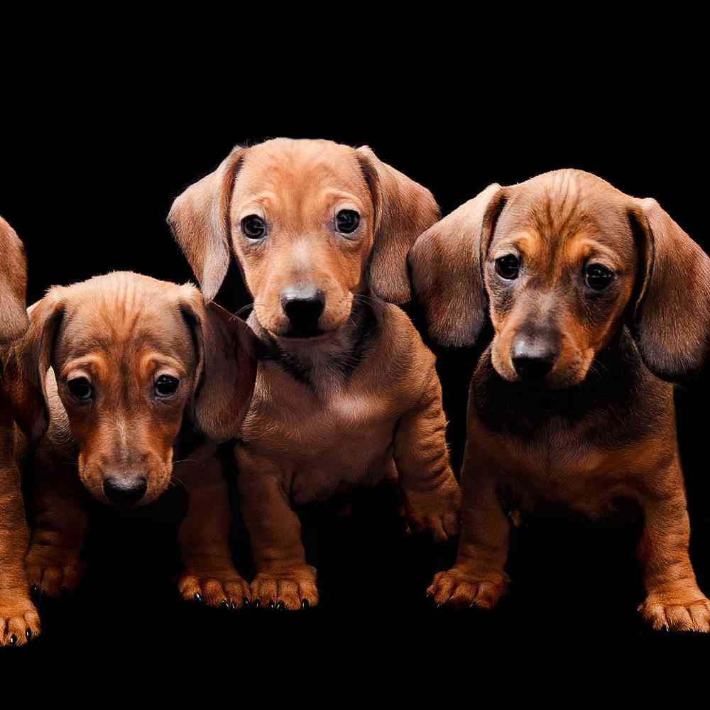 Mini Dachshund image