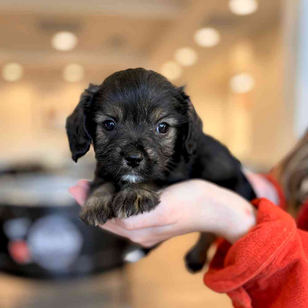 Cavalier-Schnauzer image