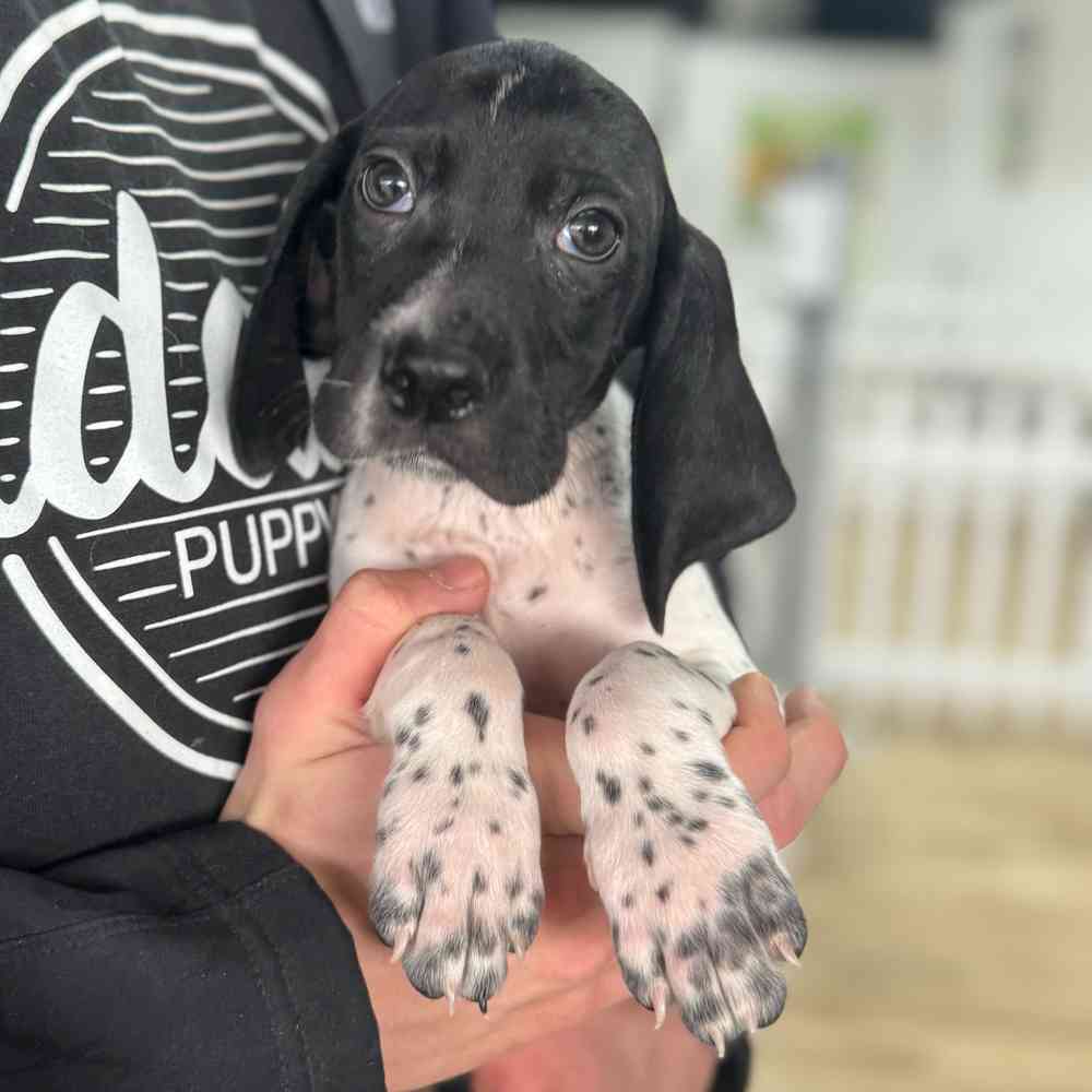 German Pointer-Bluetick Walker Hound image