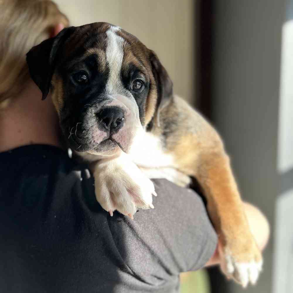 English Bulldog-American Bulldog image