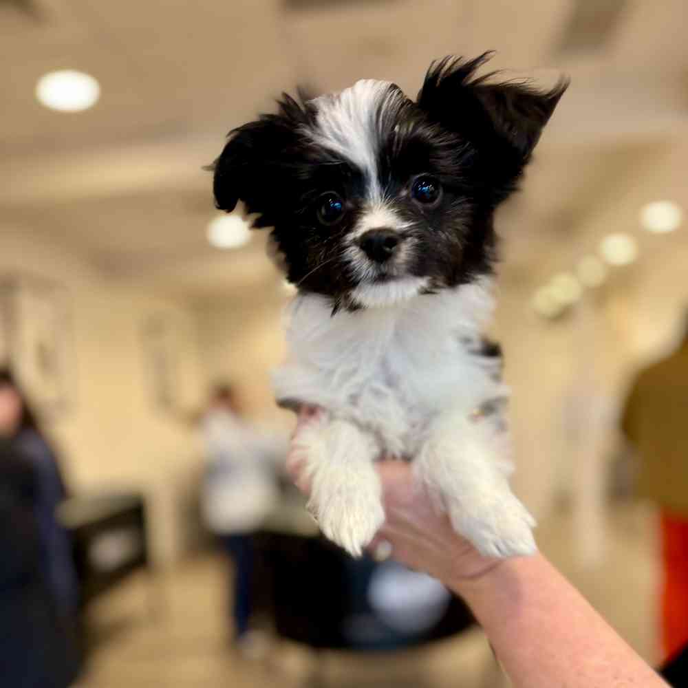 Papillon-Maltese image