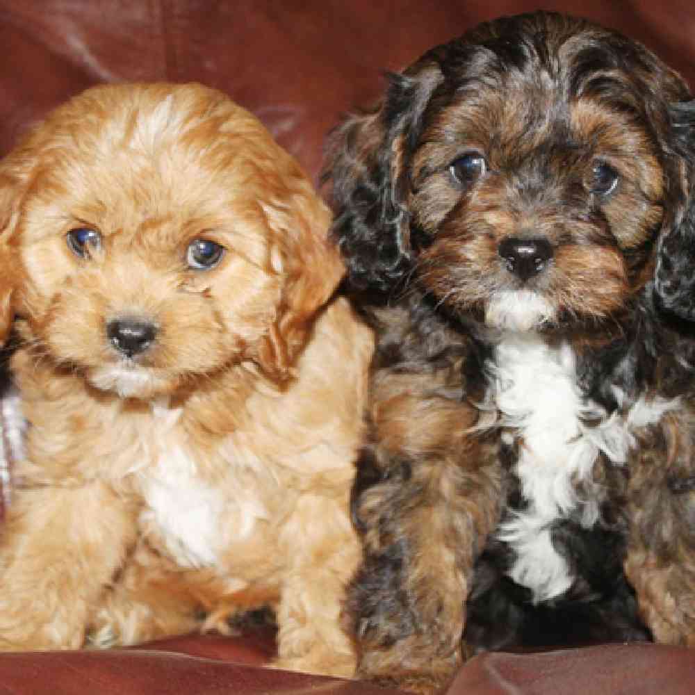 Cavapoo image